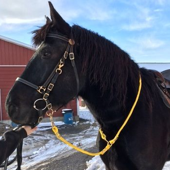 Halter Bridle & Neck Ropes
